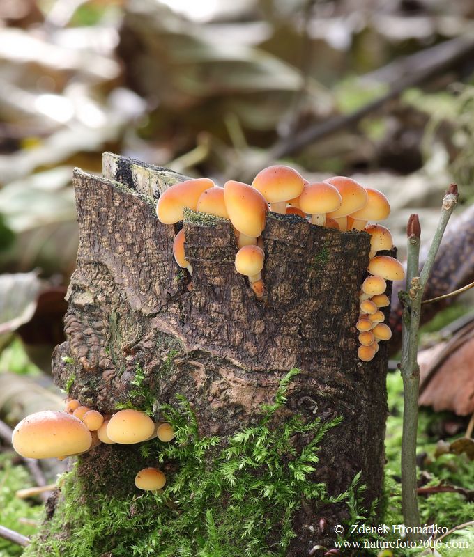 penízovka sametonohá, Flammulina velutipes (Houby, Fungi)